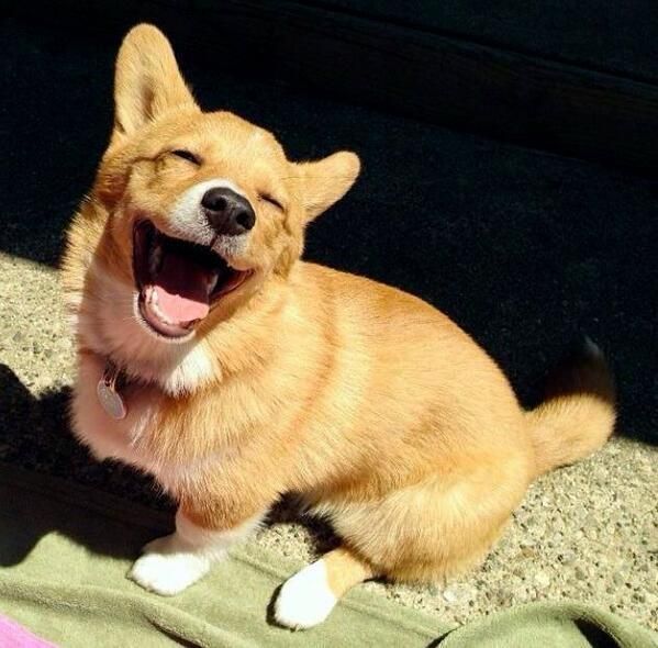 Happy Corgi 2