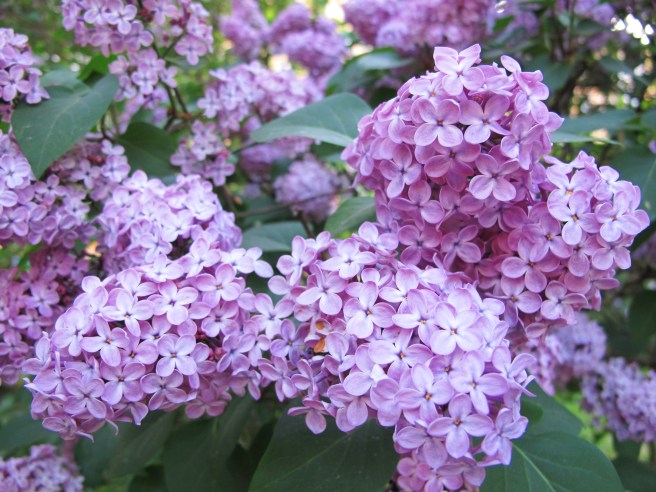 lilacs