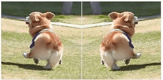 Corgi dance