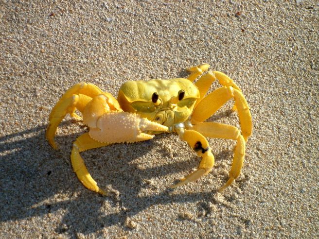 crab