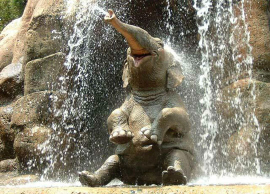 funny-happy-elephant-rain-waterfall