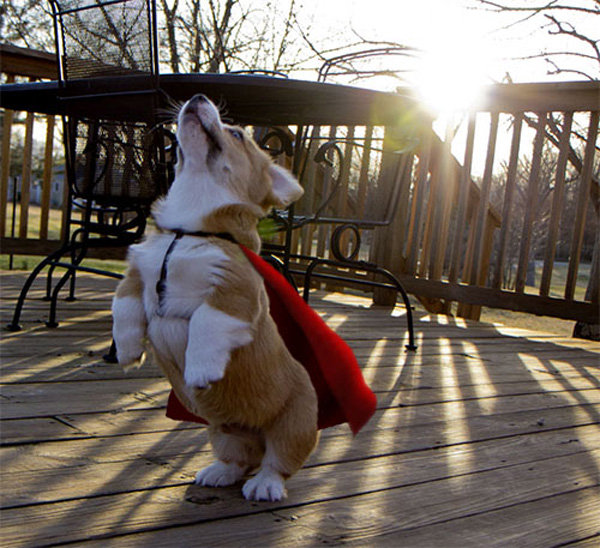 hero corgi