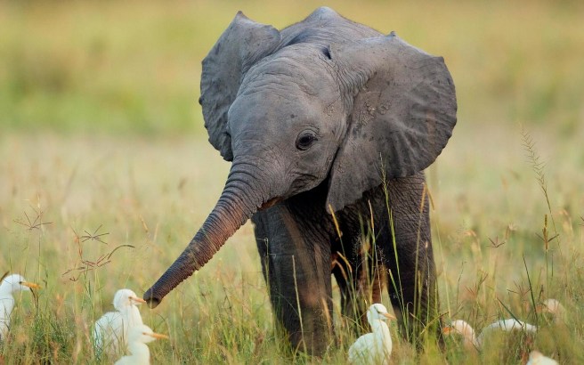 Baby-Elephant