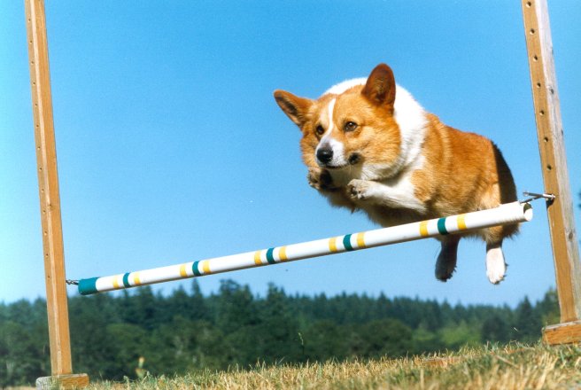 CORGI-JUMP