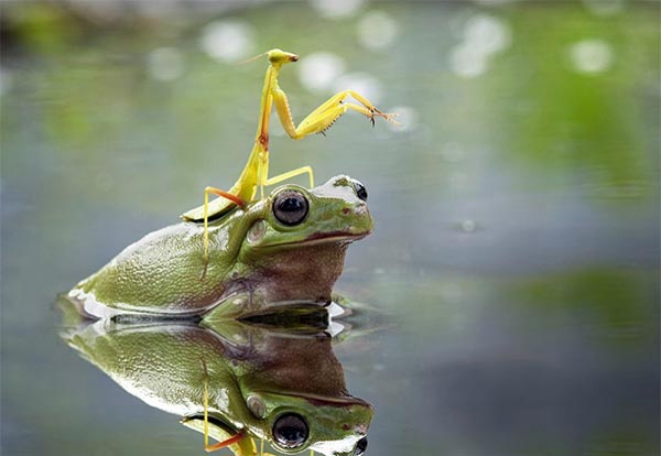 mantis_riding_frog